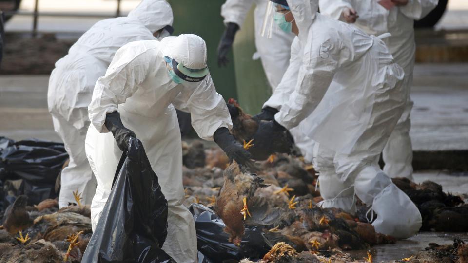 Bird flu outbreak found in Kathmandu